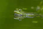 water frog in the lake