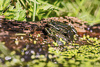 green frog