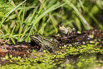 green frog