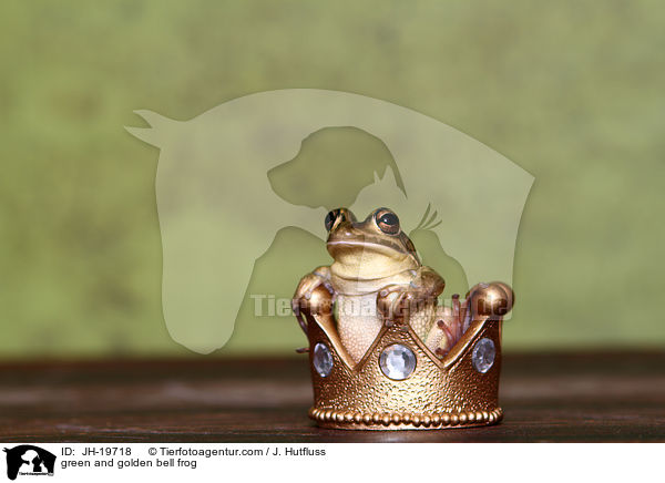 green and golden bell frog / JH-19718