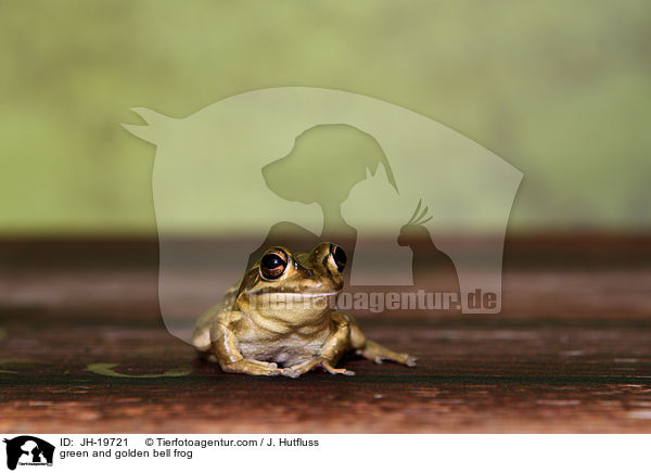 green and golden bell frog / JH-19721