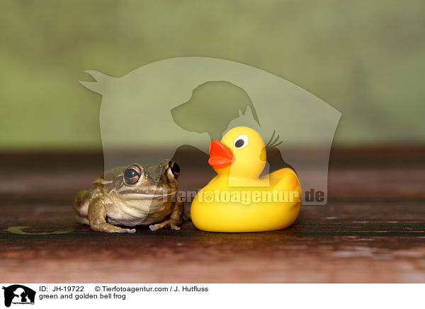 green and golden bell frog / JH-19722