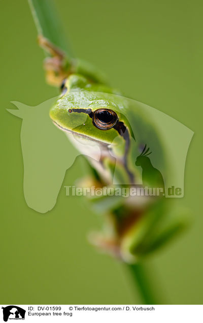 European tree frog / DV-01599