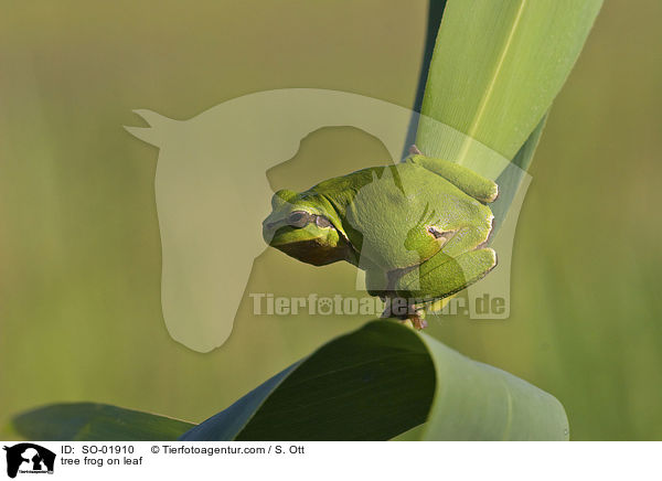 Laubfrosch auf Blatt / tree frog on leaf / SO-01910