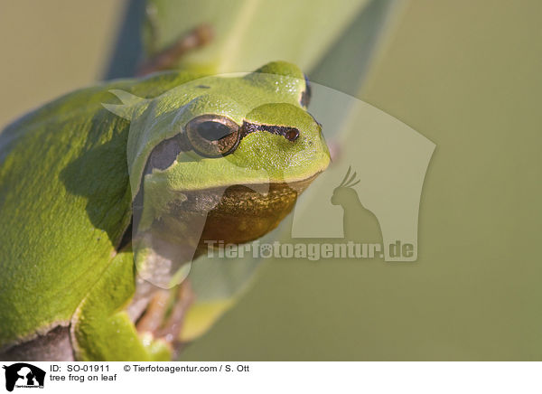 Laubfrosch auf Blatt / tree frog on leaf / SO-01911