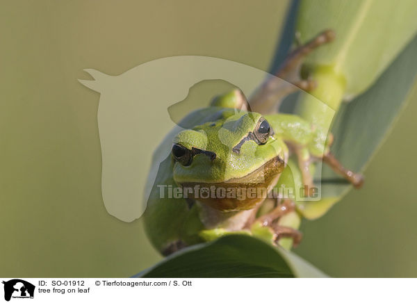 Laubfrosch auf Blatt / tree frog on leaf / SO-01912