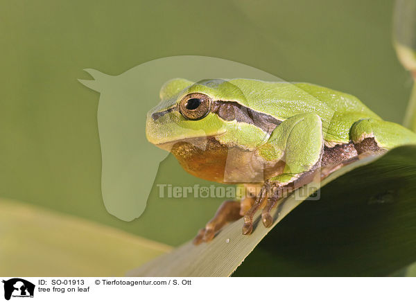 Laubfrosch auf Blatt / tree frog on leaf / SO-01913