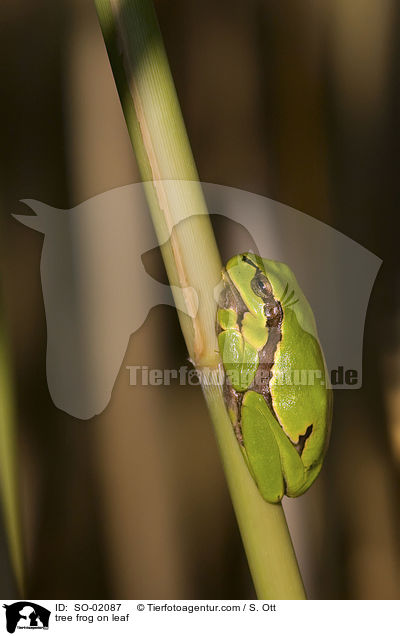 Laubfrosch auf Blatt / tree frog on leaf / SO-02087