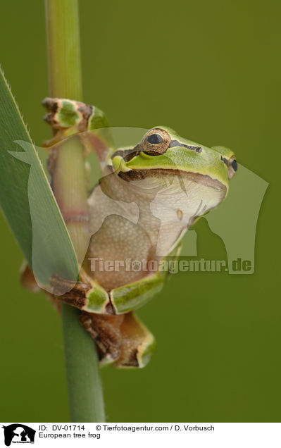 Laubfrosch / European tree frog / DV-01714