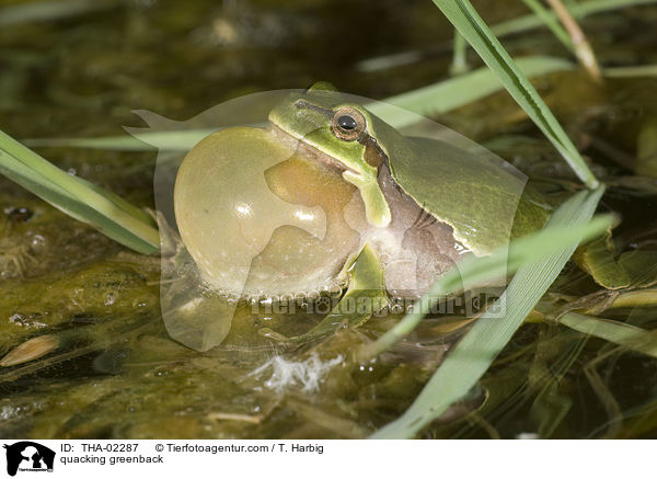 quakender Laubfrosch / quacking greenback / THA-02287