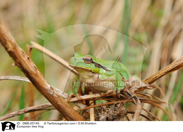 Laubfrosch / European tree frog / DMS-05140