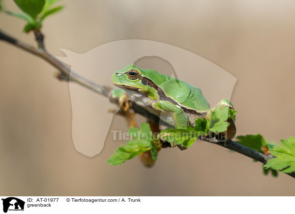 Laubfrosch / greenback / AT-01977