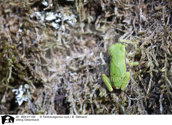 sitzender Laubfrosch / sitting Greenback / BDI-01166