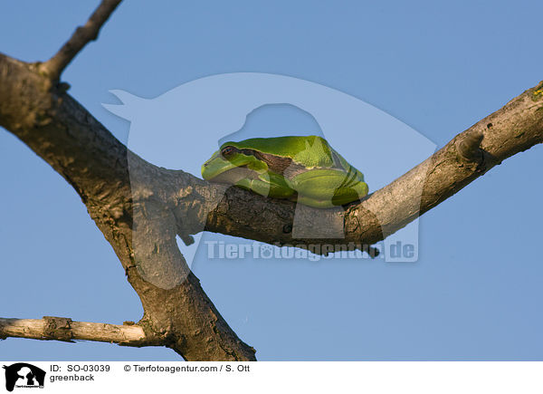 greenback / SO-03039