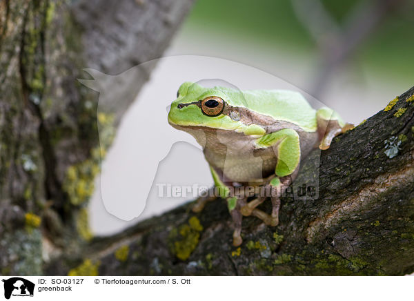 Laubfrosch / greenback / SO-03127