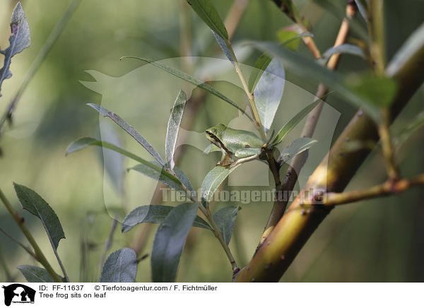 Tree frog sits on leaf / FF-11637