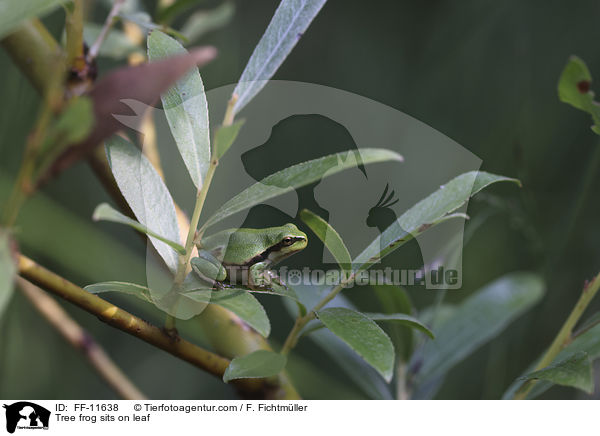 Tree frog sits on leaf / FF-11638