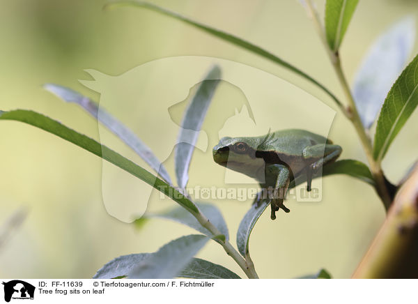 Laubfrosch sitzt auf Blatt / Tree frog sits on leaf / FF-11639