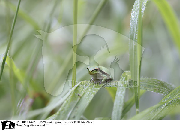 Laubfrosch sitzt auf Blatt / Tree frog sits on leaf / FF-11640