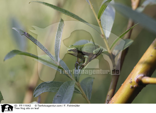 Laubfrosch sitzt auf Blatt / Tree frog sits on leaf / FF-11642
