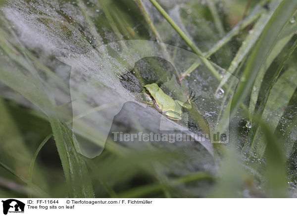 Laubfrosch sitzt auf Blatt / Tree frog sits on leaf / FF-11644