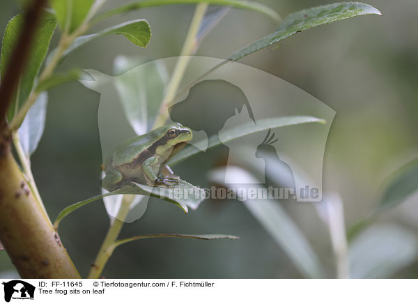 Laubfrosch sitzt auf Blatt / Tree frog sits on leaf / FF-11645
