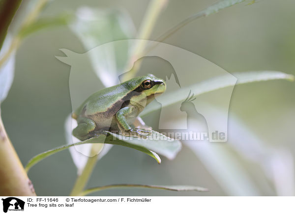 Laubfrosch sitzt auf Blatt / Tree frog sits on leaf / FF-11646