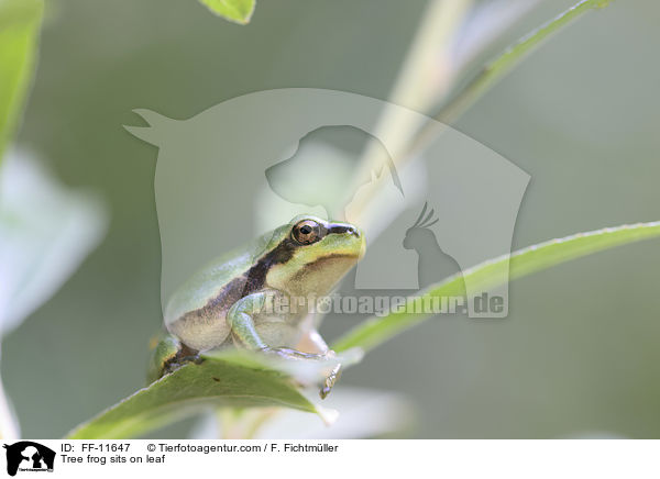 Laubfrosch sitzt auf Blatt / Tree frog sits on leaf / FF-11647