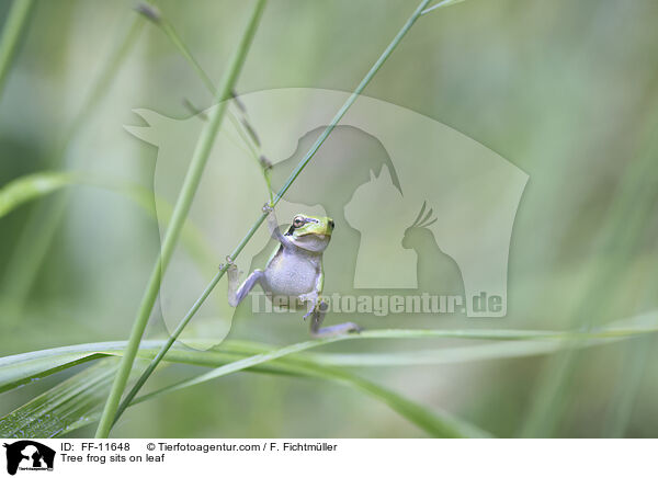 Laubfrosch sitzt auf Blatt / Tree frog sits on leaf / FF-11648