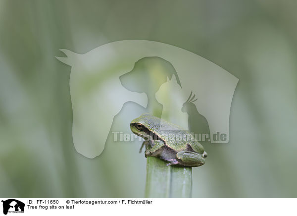 Tree frog sits on leaf / FF-11650
