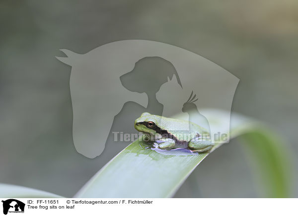 Laubfrosch sitzt auf Blatt / Tree frog sits on leaf / FF-11651