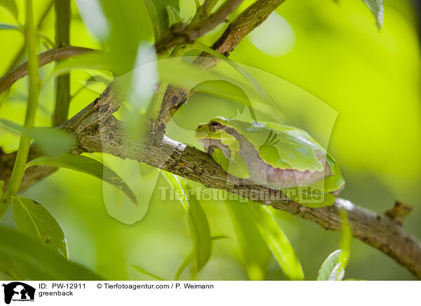 Laubfrosch / greenback / PW-12911