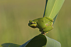 tree frog on leaf