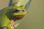 tree frog on leaf