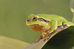 tree frog on leaf