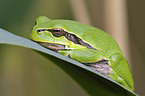 tree frog on leaf