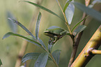 Tree frog sits on leaf