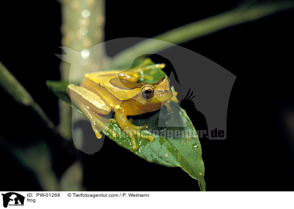 Bromelienfrosch / PW-01268