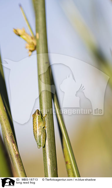 Scharfnasen-Riedfrosch / long reed frog / MBS-18713