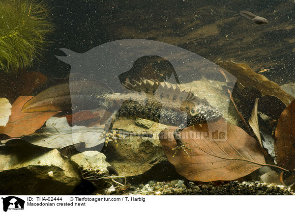 Makedonischer Kammmolch / Macedonian crested newt / THA-02444