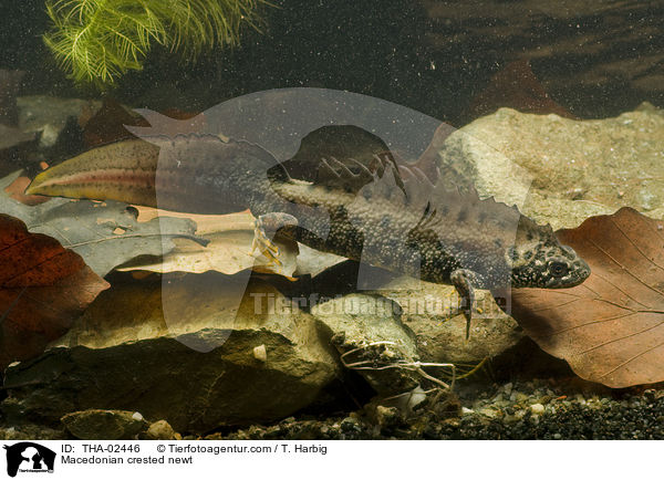 Makedonischer Kammmolch / Macedonian crested newt / THA-02446
