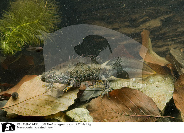 Macedonian crested newt / THA-02451