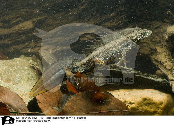 Makedonischer Kammmolch / Macedonian crested newt / THA-02452