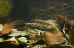 Macedonian crested newt