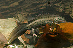Macedonian crested newt