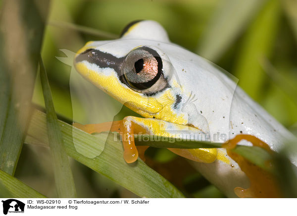 Blauer-Riedfrosch / Madagascar reed frog / WS-02910
