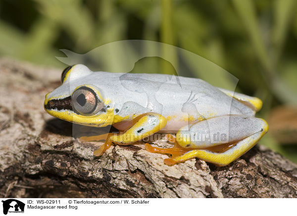 Madagascar reed frog / WS-02911