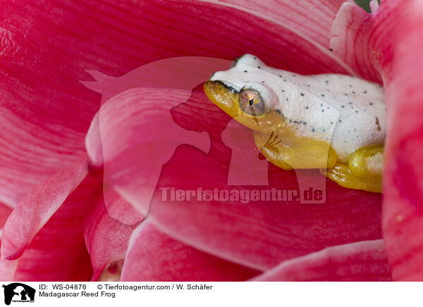 Madagascar Reed Frog / WS-04876