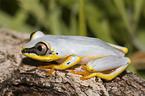 Madagascar reed frog