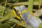 Madagascar reed frog